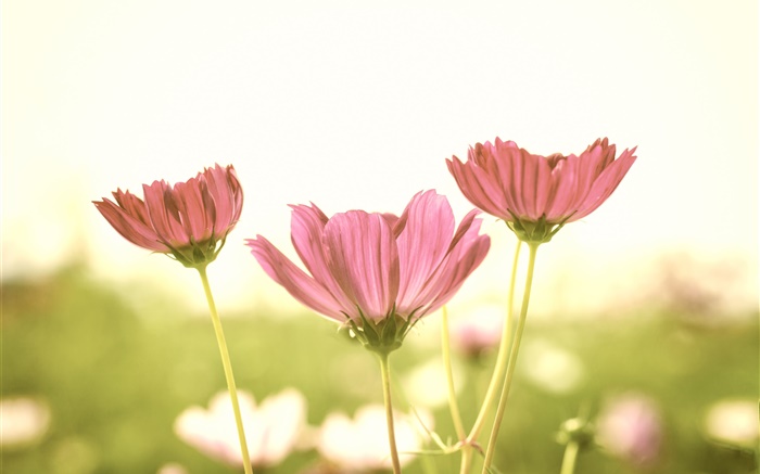 粉红色的花朵，花瓣，茎，模糊背景，眩光 壁纸 图片
