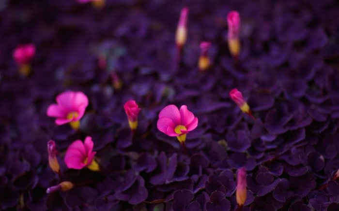 粉红色的小花朵，叶紫 壁纸 图片