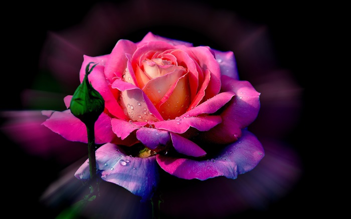 粉红色的玫瑰花，露，芽 壁纸 图片