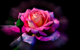 粉红色的玫瑰花，露，芽 高清壁纸