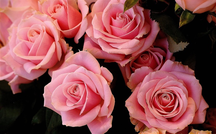 粉红色的玫瑰鲜花，花瓣 壁纸 图片