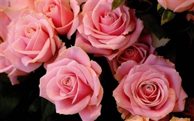 粉红色的玫瑰鲜花，花瓣