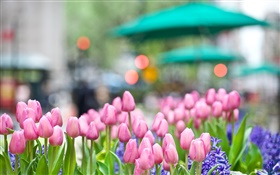 粉红色的郁金香花，蓝色风信子，春天，背景虚化 高清壁纸