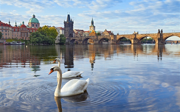 布拉格，捷克共和国，查理大桥，房子，伏尔塔瓦河，天鹅 壁纸 图片