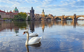 布拉格，捷克共和国，查理大桥，房子，伏尔塔瓦河，天鹅 高清壁纸