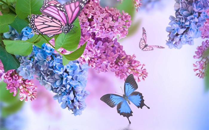 紫色的花，丁香花，蝴蝶 壁纸 图片
