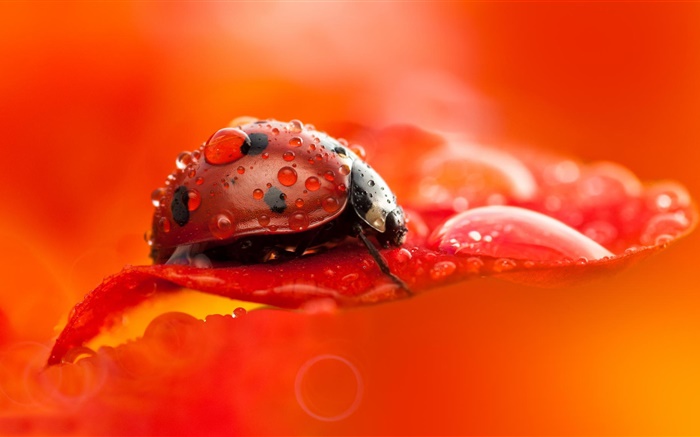 红瓢虫，甲虫，昆虫，红色的花瓣，露水，微距摄影 壁纸 图片