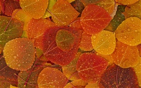 红黄色的叶子，秋天，水滴