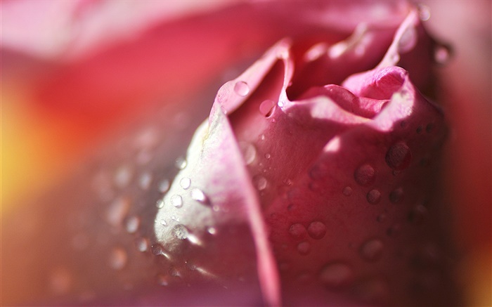 玫瑰微距摄影，花瓣，粉红色，水珠 壁纸 图片