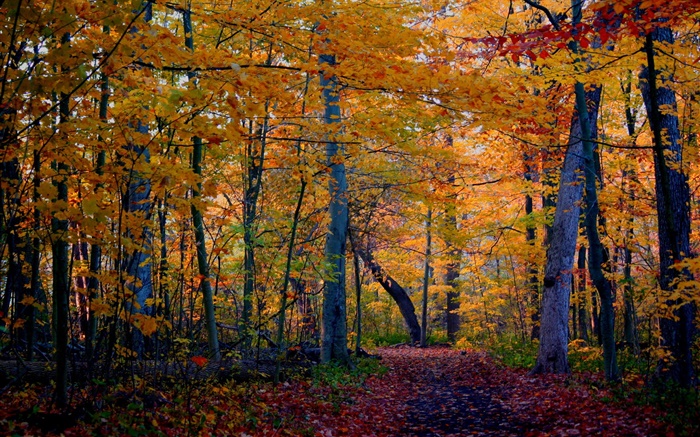 步道，森林，树木，秋天，黄叶 壁纸 图片