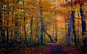 步道，森林，树木，秋天，黄叶 高清壁纸