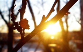 树，枝，叶，日落，太阳光线，眩光，秋天