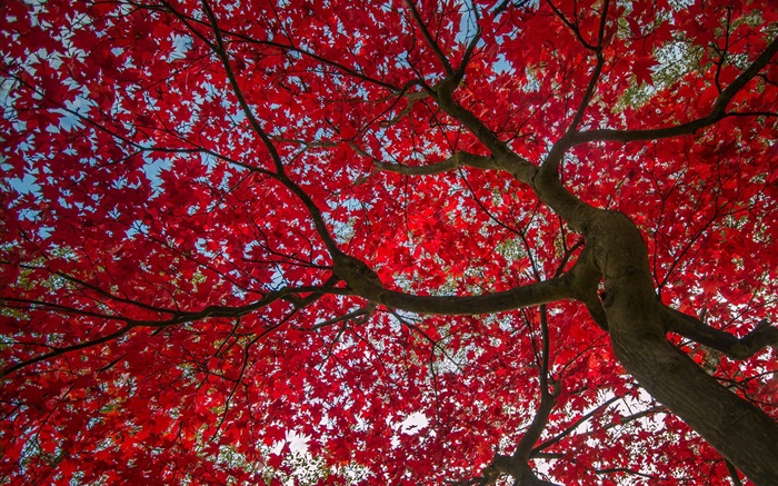 树，红叶，秋，天空 壁纸 图片