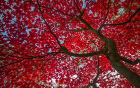 树，红叶，秋，天空