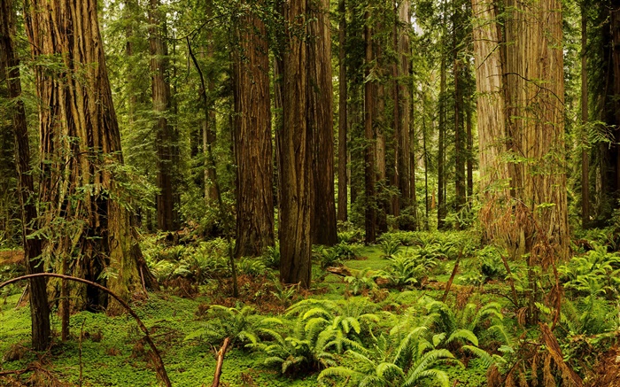 美国，加利福尼亚州，红木国家公园，森林，树木 壁纸 图片