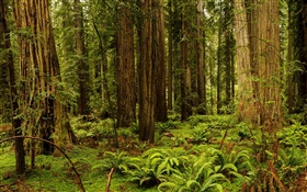 美国，加利福尼亚州，红木国家公园，森林，树木 高清壁纸