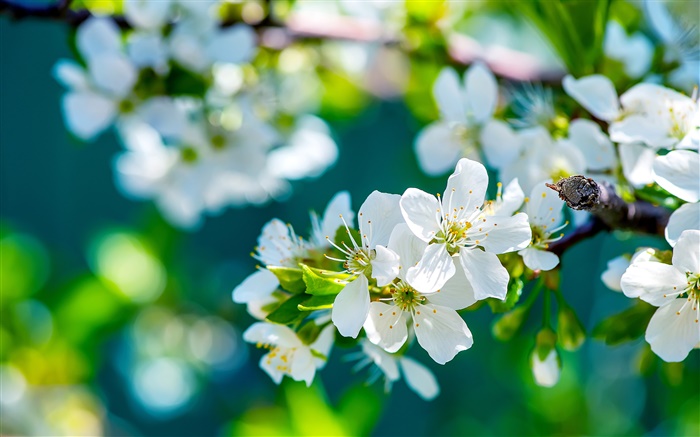 白色的苹果花，春天，阳光明媚 壁纸 图片