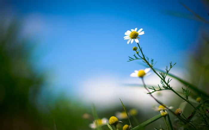 白菊花，花，蓝色的天空，背景模糊 壁纸 图片