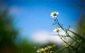 白菊花，花，蓝色的天空，背景模糊