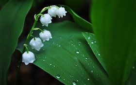 白色的花朵，绿叶，水滴