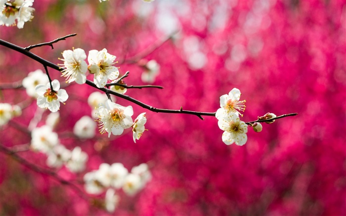 白梅花盛开的鲜花，树枝，春天，红色背景 壁纸 图片