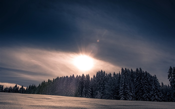 冬天，雪，森林，树木，夕阳 壁纸 图片