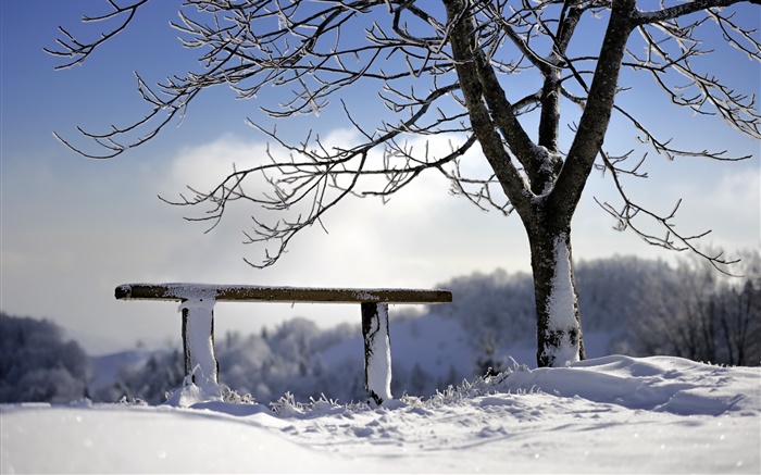冬天，雪，树，板凳 壁纸 图片