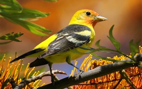 黄黑羽鸟，喙，枝，叶