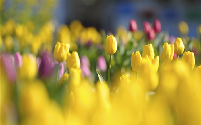 黄色的郁金香，花，春天，模糊 壁纸 图片
