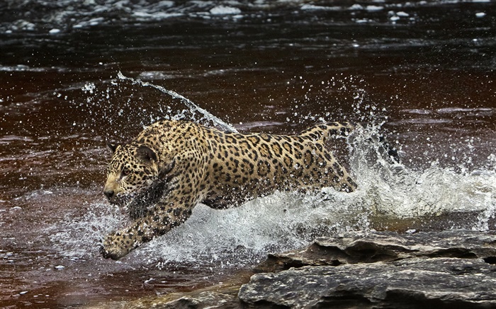 亚马逊河，捕食者，美洲虎在水中跑 壁纸 图片