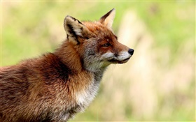 动物特写，狐狸侧视图，模糊背景