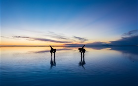 美丽的自然风光，乌尤尼盐湖，人们跳舞，日落，日本
