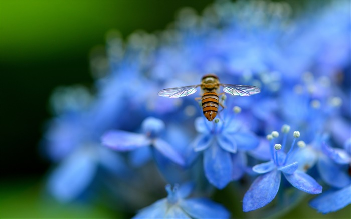 蓝色绣球花，昆虫，蜜蜂 壁纸 图片
