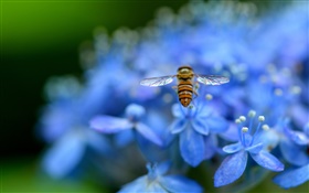 蓝色绣球花，昆虫，蜜蜂 高清壁纸