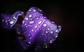 蓝紫色的花，花瓣，水滴，黑色的背景