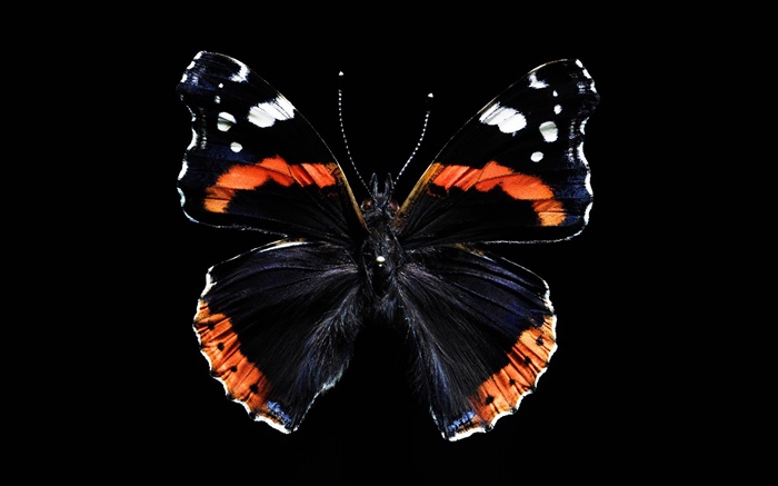 蝴蝶美丽的翅膀，黑色的背景 壁纸 图片