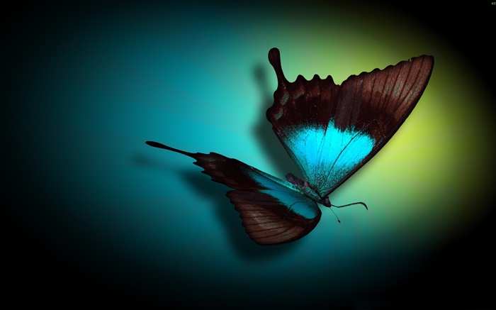 蝴蝶特写，蓝色，黑色，光 壁纸 图片
