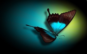 蝴蝶特写，蓝色，黑色，光