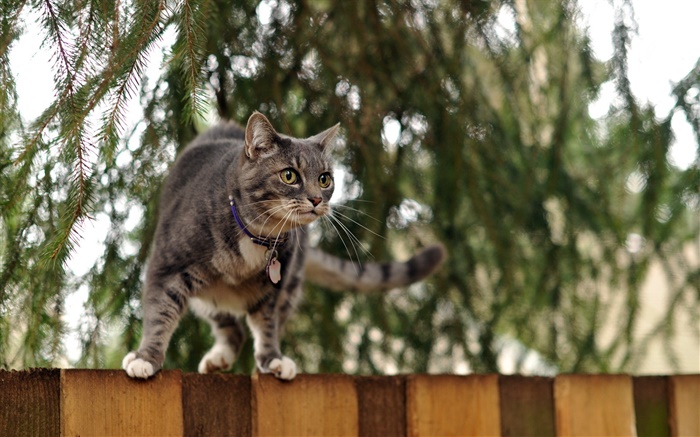 猫站在围栏顶部，背景虚化 壁纸 图片