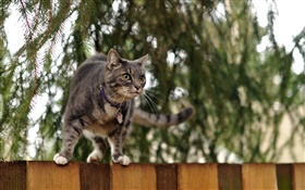 猫站在围栏顶部，背景虚化