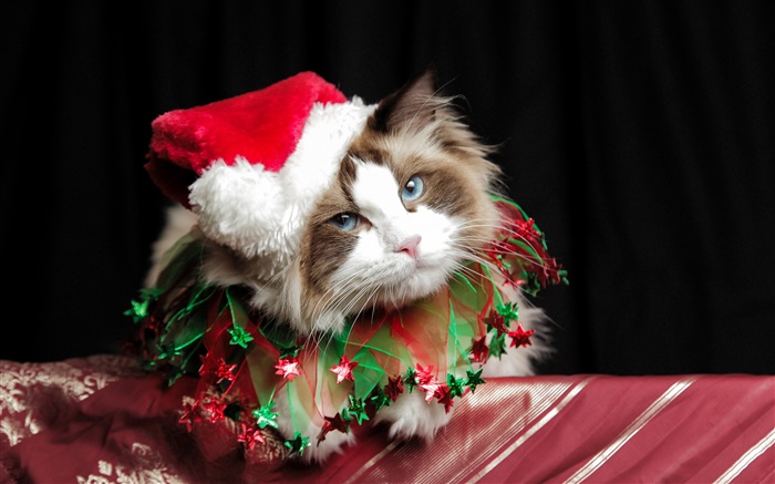 圣诞猫，帽子 壁纸 图片