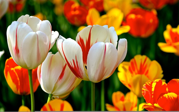 七彩花瓣，白橙红色，郁金香，花 壁纸 图片