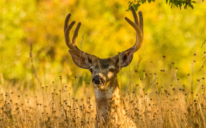 鹿在草地上，角，秋 壁纸 图片