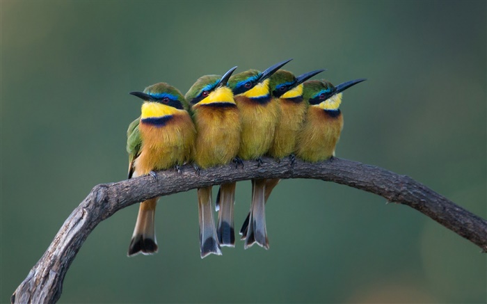 五只可爱鸟儿站在树枝上 壁纸 图片