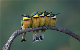 五只可爱鸟儿站在树枝上 高清壁纸