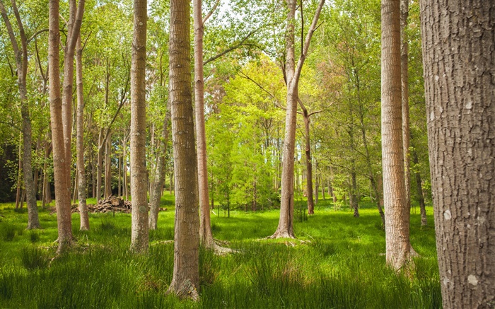 森林，林木，草，夏天 壁纸 图片