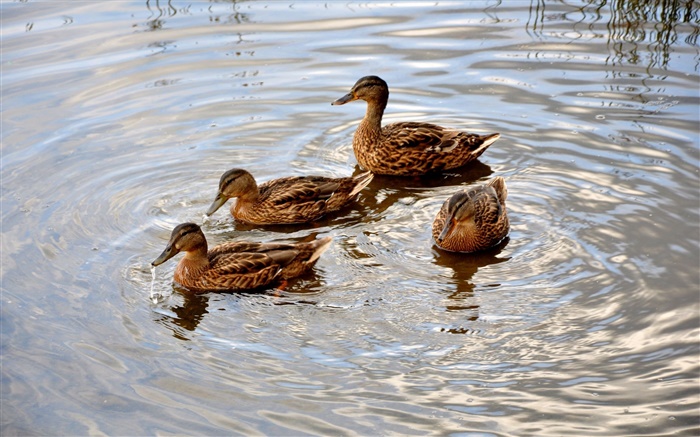 四鸭子在池塘里，水，波浪 壁纸 图片