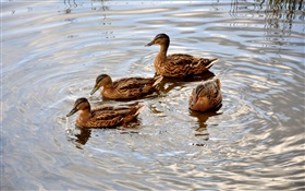 四鸭子在池塘里，水，波浪 高清壁纸