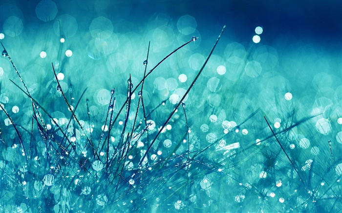 草，蓝色风格，雨水，水滴，眩光 壁纸 图片