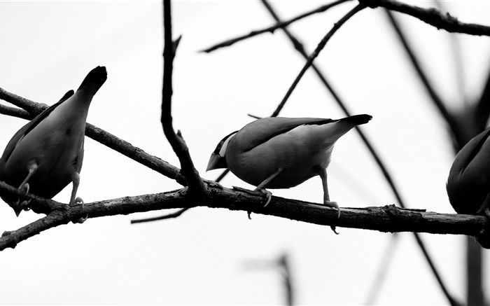 灰色的鸟，树枝 壁纸 图片